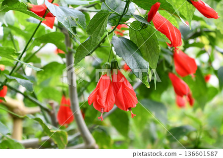 Firecracker Hibiscus Firecracker Hibiscus 136601587