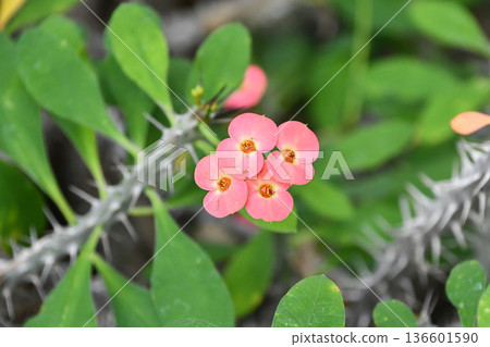 鐵海棠 鐵海棠 136601590