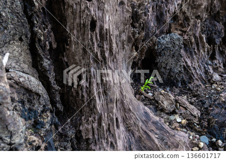 幼苗柏樹和腐爛的樹樁 幼苗柏樹和腐爛的樹樁 136601717