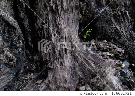 幼苗柏樹和腐爛的樹樁 幼苗柏樹和腐爛的樹樁 136601721