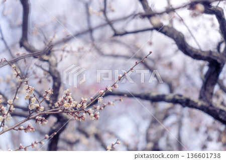 Plum blossoms telling the arrival of spring Plum blossoms telling the arrival of spring 136601738