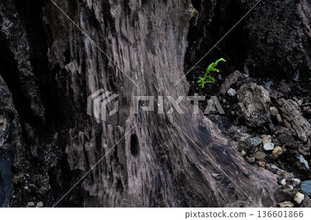 幼苗柏樹和腐爛的樹樁 幼苗柏樹和腐爛的樹樁 136601866