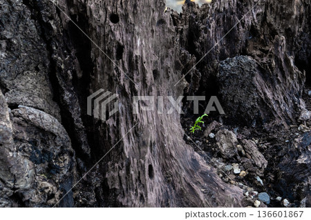 幼苗柏樹和腐爛的樹樁 幼苗柏樹和腐爛的樹樁 136601867