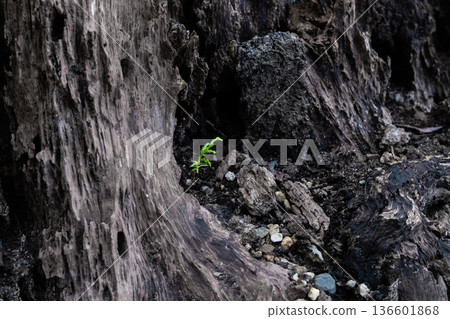 幼苗柏樹和腐爛的樹樁 幼苗柏樹和腐爛的樹樁 136601868