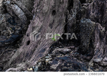 幼苗柏樹和腐爛的樹樁 幼苗柏樹和腐爛的樹樁 136601870