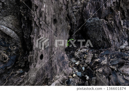 幼苗柏樹和腐爛的樹樁 幼苗柏樹和腐爛的樹樁 136601874