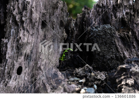 幼苗柏樹和腐爛的樹樁 幼苗柏樹和腐爛的樹樁 136601886