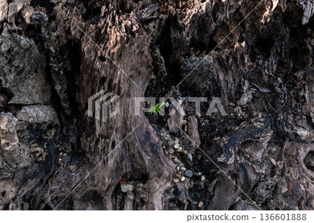 幼苗柏樹和腐爛的樹樁 幼苗柏樹和腐爛的樹樁 136601888