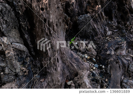 幼苗柏樹和腐爛的樹樁 幼苗柏樹和腐爛的樹樁 136601889