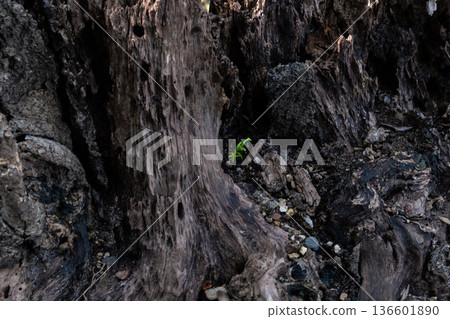 幼苗柏樹和腐爛的樹樁 幼苗柏樹和腐爛的樹樁 136601890