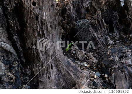 幼苗柏樹和腐爛的樹樁 幼苗柏樹和腐爛的樹樁 136601892