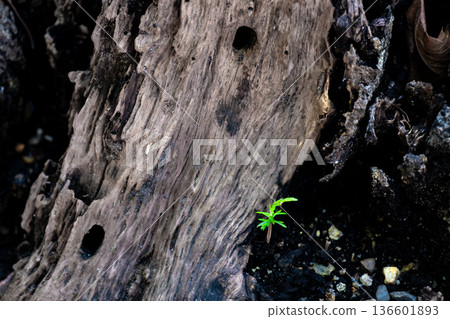 幼苗柏樹和腐爛的樹樁 幼苗柏樹和腐爛的樹樁 136601893