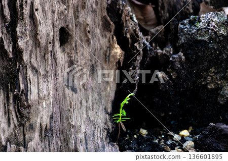 幼苗柏樹和腐爛的樹樁 幼苗柏樹和腐爛的樹樁 136601895