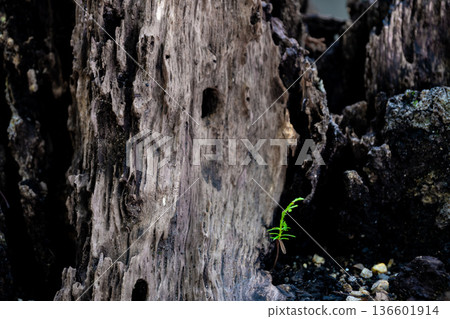 幼苗柏樹和腐爛的樹樁 幼苗柏樹和腐爛的樹樁 136601914