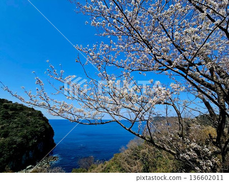 Cherry blossom 136602011