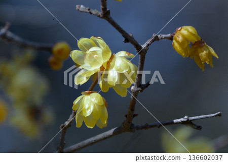 冬季開花的花：蠟梅科植物的透明黃色花朵。 136602037
