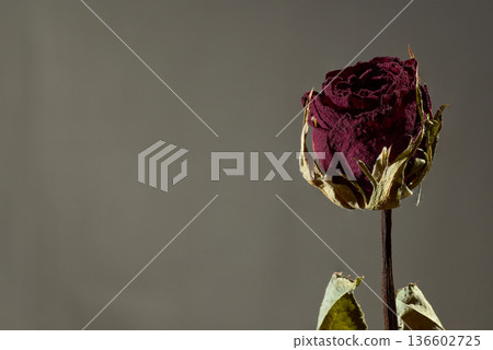 The cinematic beauty of dried roses illuminated by strobe light. Vertical orientation The cinematic beauty of dried roses illuminated by strobe light. Vertical orientation 136602725
