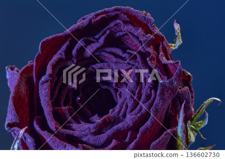 The cinematic beauty of dried roses illuminated by blue strobe light The cinematic beauty of dried roses illuminated by blue strobe light 136602730