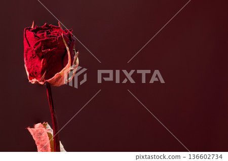 The cinematic beauty of dried roses illuminated by red strobe light 136602734