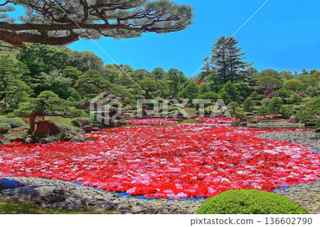 [島根] 好天氣裡有志園的池泉天地牡丹（10萬株大麗花） 136602790