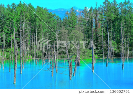 [Hokkaido] Shirogane Blue Pond shines emerald green in summer 136602791