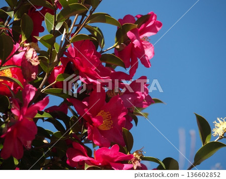 發光在藍天的花 136602852