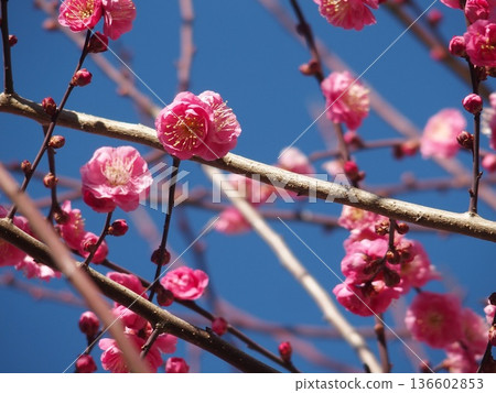 紅梅在藍天映襯下熠熠生輝 136602853