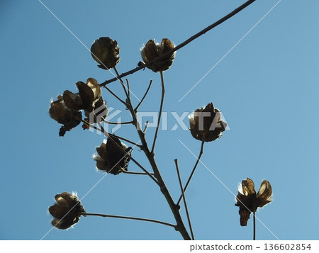 發光在藍天的花 136602854