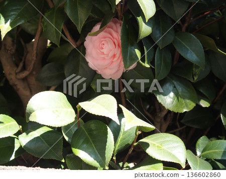 A blooming maiden camellia A blooming maiden camellia 136602860