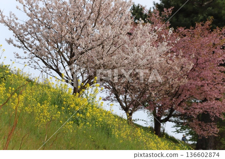 Early spring scenery with cherry blossoms and rape blossoms Early spring scenery with cherry blossoms and rape blossoms 136602874
