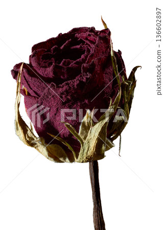 [White background] Natural-colored dried rose flowers: Detailed texture cutout material created by focus stack 136602897