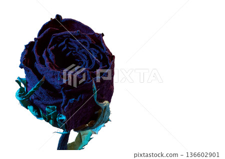 [White background] Close-up of dried rose flowers wrapped in blue light 136602901