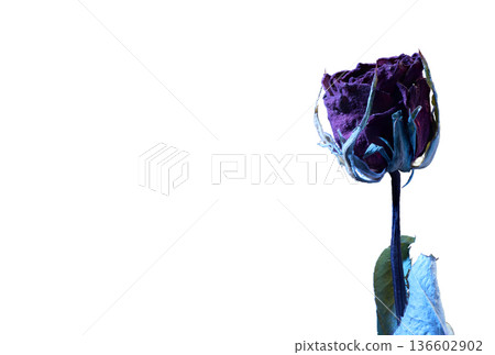 [White background] Dried roses wrapped in blue light. Gothic cutout material created by focus stack 136602902