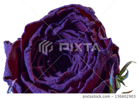 【白色背景】藍色燈光下包裹著的乾燥玫瑰花特寫 136602903