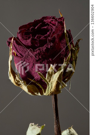 頻閃燈光下，乾燥玫瑰呈現出電影般的唯美景象。豎幅構圖 136602904