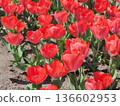 盛開的紅色鬱金香田 136602953