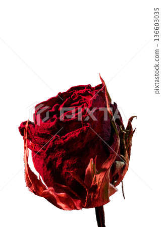[White background] Close-up of a dried rose flower dyed a passionate red. Vertical position 136603035