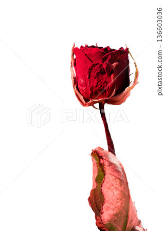 【白色背景】紅色頻閃燈照射下的乾燥玫瑰花剪影。豎向 136603036
