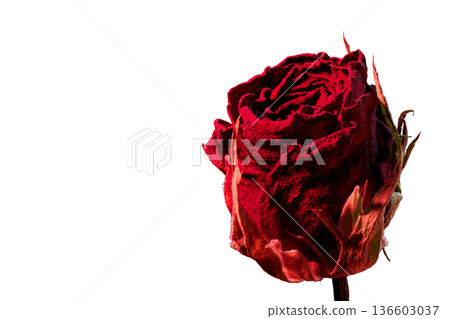 【白色背景】近距離拍攝染成艷麗紅色的乾燥玫瑰：焦點堆疊技術營造出錯綜複雜的紋理。 136603037