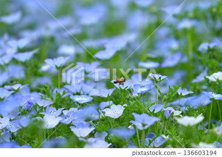 粉蝶花和蜜蜂 粉蝶花和蜜蜂 136603194