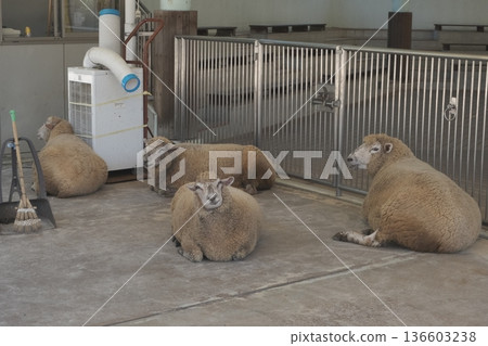 Sheep relaxing in the indoor breeding space Sheep relaxing in the indoor breeding space 136603238