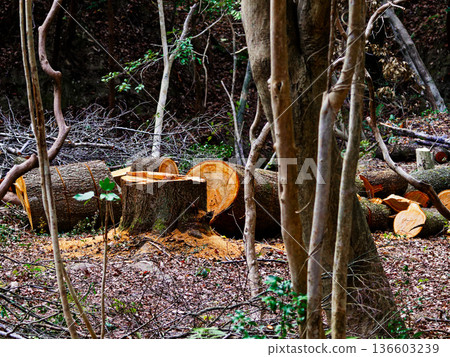 森林保護 136603239