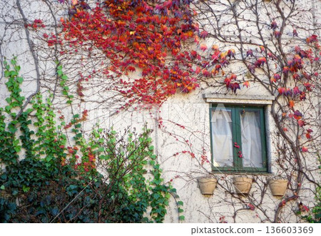 A window with autumn ivy leaves 136603369