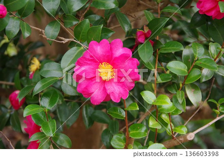 Pink camellia flowers 136603398