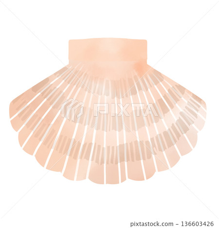 扇貝水彩插圖，吉祥物，日本海鮮素材 136603426