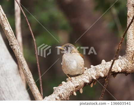 Pale thrush perching on a tree branch Pale thrush perching on a tree branch 136603541