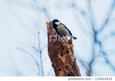 A female great tit foraging on a dead tree A female great tit foraging on a dead tree 136603816