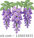 3D clay illustration of drooping wisteria flowers, spring image in full bloom 136603835