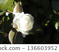 White camellia 136603952