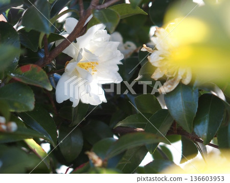 White flower White flower 136603953